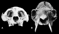 Hadropithecus Megaladapis